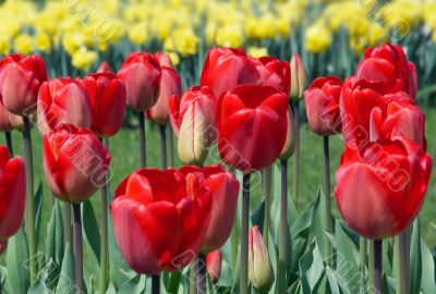 dutch tulips