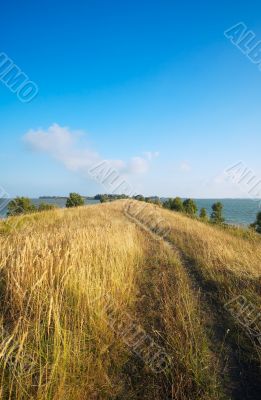 summer landscape