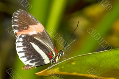 beautiful butterfly