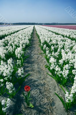 tulip landsape