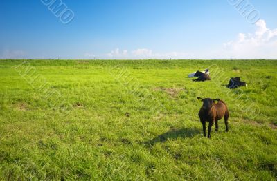 farmland in summer