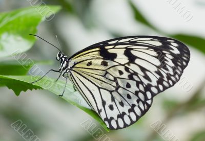 butterfly