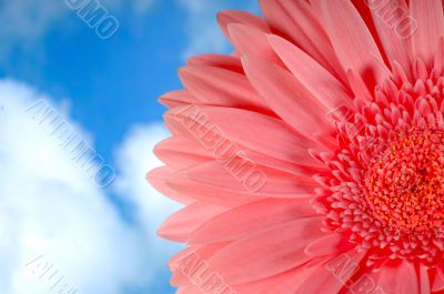 Pink Gerbera