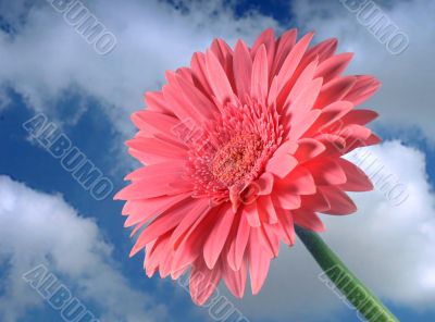 Pink Gerber