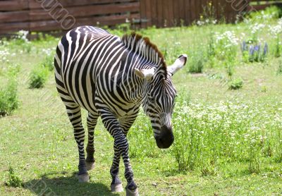 Zebra
