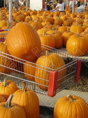 Shopping for Pumpkins 2