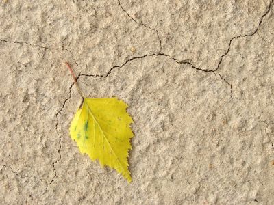 lonely yellow leaf