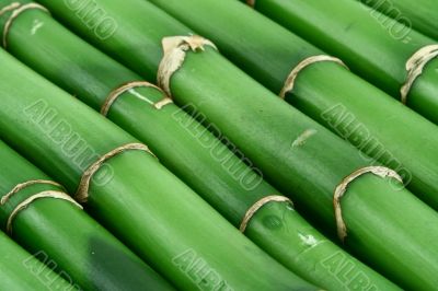 bamboo background #3