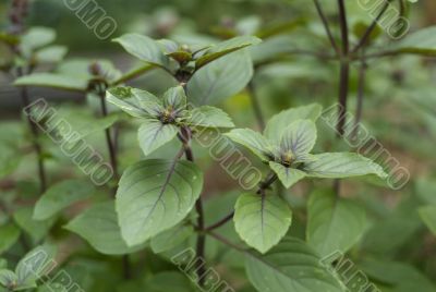 purple basil