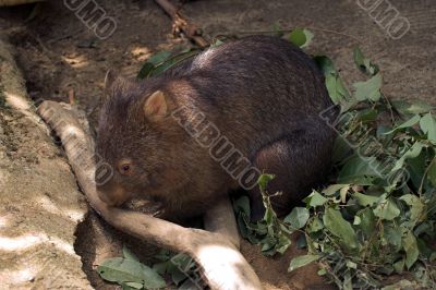 Wombat