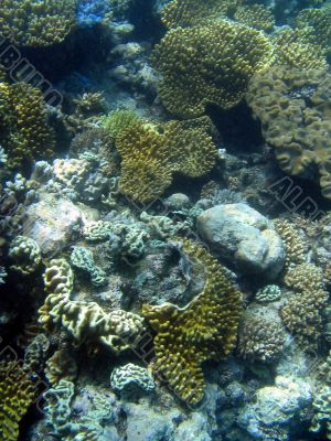 Great Barrier Reef