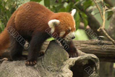 Red Panda