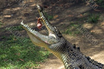 Crocodile