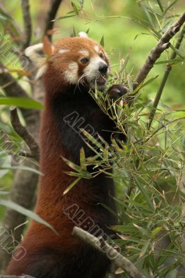 Red Panda