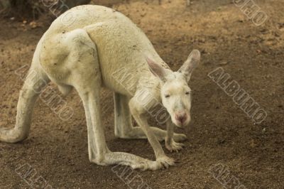 White Kangaroo