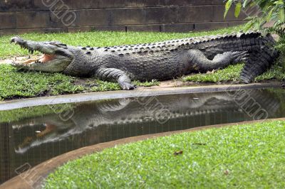 Crocodile