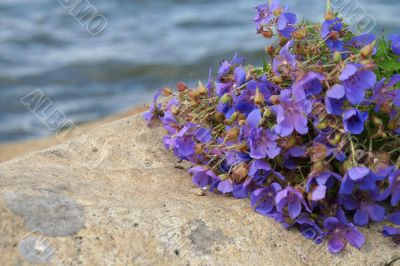 Flowers on stone