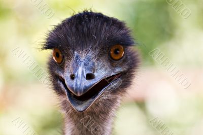 ostrich