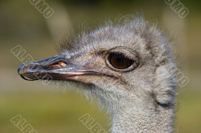 ostrich