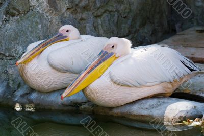 two pelicans