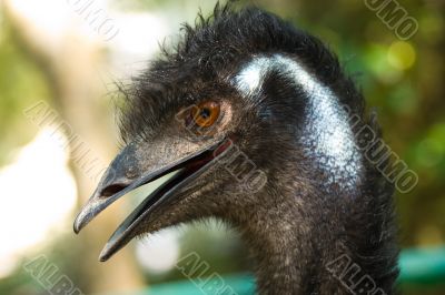 ostrich