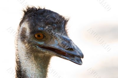 ostrich