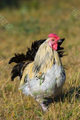chicken