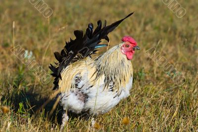 chicken