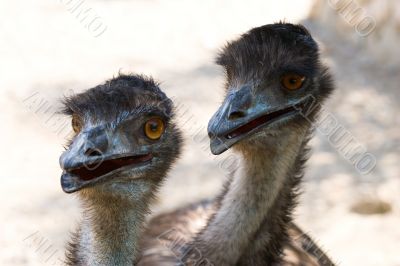 ostriches
