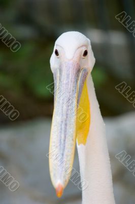 white pelican