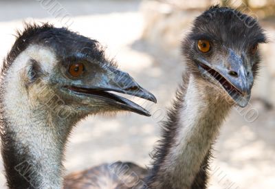 ostriches