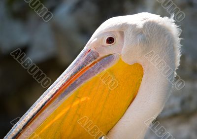 pelican head