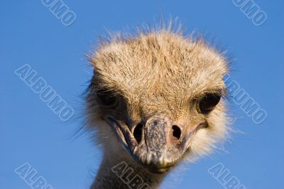 ostrich