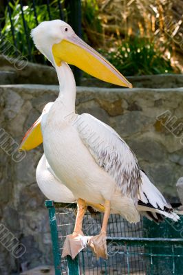 white pelican