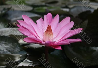 Blooming of lotus flower