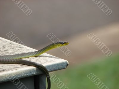 Tree Snake