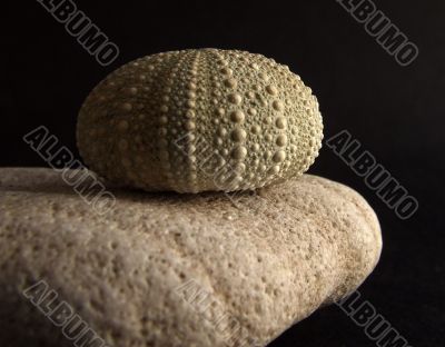 Treasures from the Sea 2