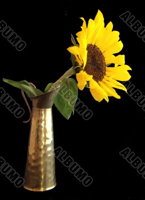 Sunflower in Brass Jug Still Life