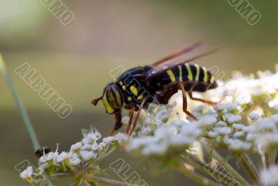 Hoverfly