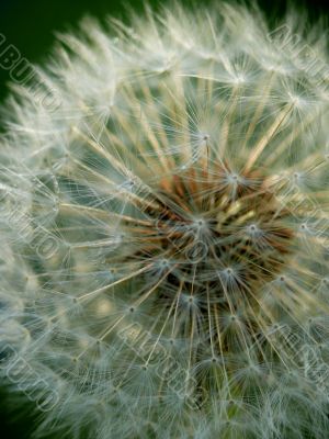 dandelion blowball