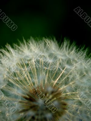 dandelion blowball
