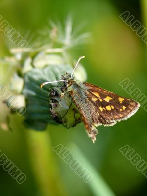 butterflie