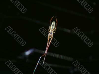 spider