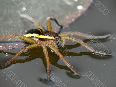 spider