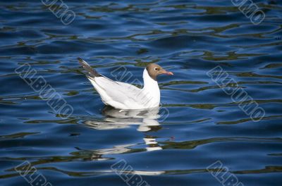 The seagull in azure water