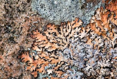 Rock and lichen