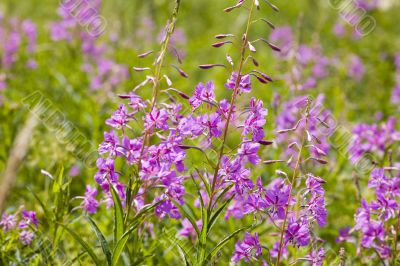 Field of willow-herb