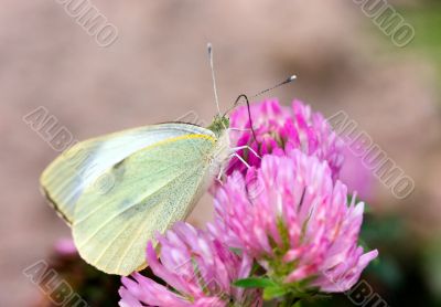 The butterfly on clover