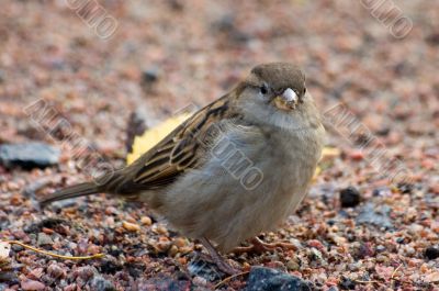 Sparrow