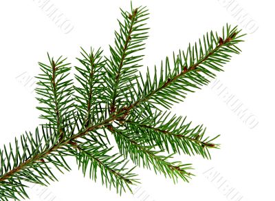 Branch of fir